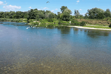 A lake with birds at the intervention site in Orle, surrounded by trees and grass lining the shore.