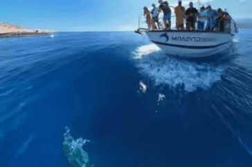 A sea turtle and a boat with the crew in the front in the South Agean sea.