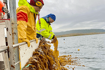 Two people examining kelp in a kelp farm in Strandabyggð.