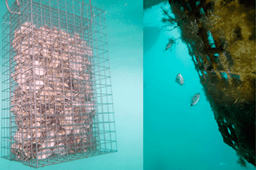 Underwater oyster nursery cage and fish near marine structure in Portugal, promoting marine biodiversity restoration and habitat regeneration along Portuguese coastal waters