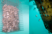 Underwater oyster nursery cage and fish near marine structure in Portugal, promoting marine biodiversity restoration and habitat regeneration along Portuguese coastal waters