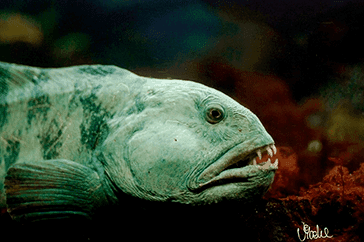 Close-up side view of an Atlantic wolffish, a key ecosystem predator in the North Atlantic, underscoring its ecological role and conservation importance in Norwegian marine habitats.