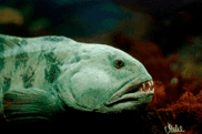 Close-up side view of an Atlantic wolffish, a key ecosystem predator in the North Atlantic, underscoring its ecological role and conservation importance in Norwegian marine habitats.