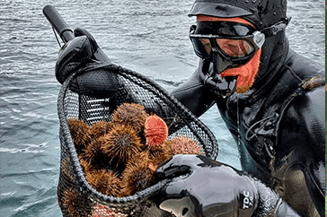 Diver removing sea urchins as part of kelp forest restoration efforts in Norway, supporting ecosystem recovery.