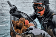 Diver removing sea urchins as part of kelp forest restoration efforts in Norway, supporting ecosystem recovery.