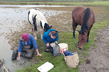 Volunteers restoring wetlands in Ireland with the help of horses, enhancing biodiversity and natural water management through eco-friendly, community-led practices.