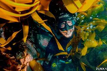 Scuba diver exploring vibrant kelp forests in Norway, highlighting marine biodiversity and the positive impact of ecotourism on coastal ecosystem conservation.