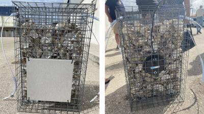 Artificial fish nursery prototype deployed beneath Marina de Oeiras pontoons to enhance juvenile fish habitats in Portugal.