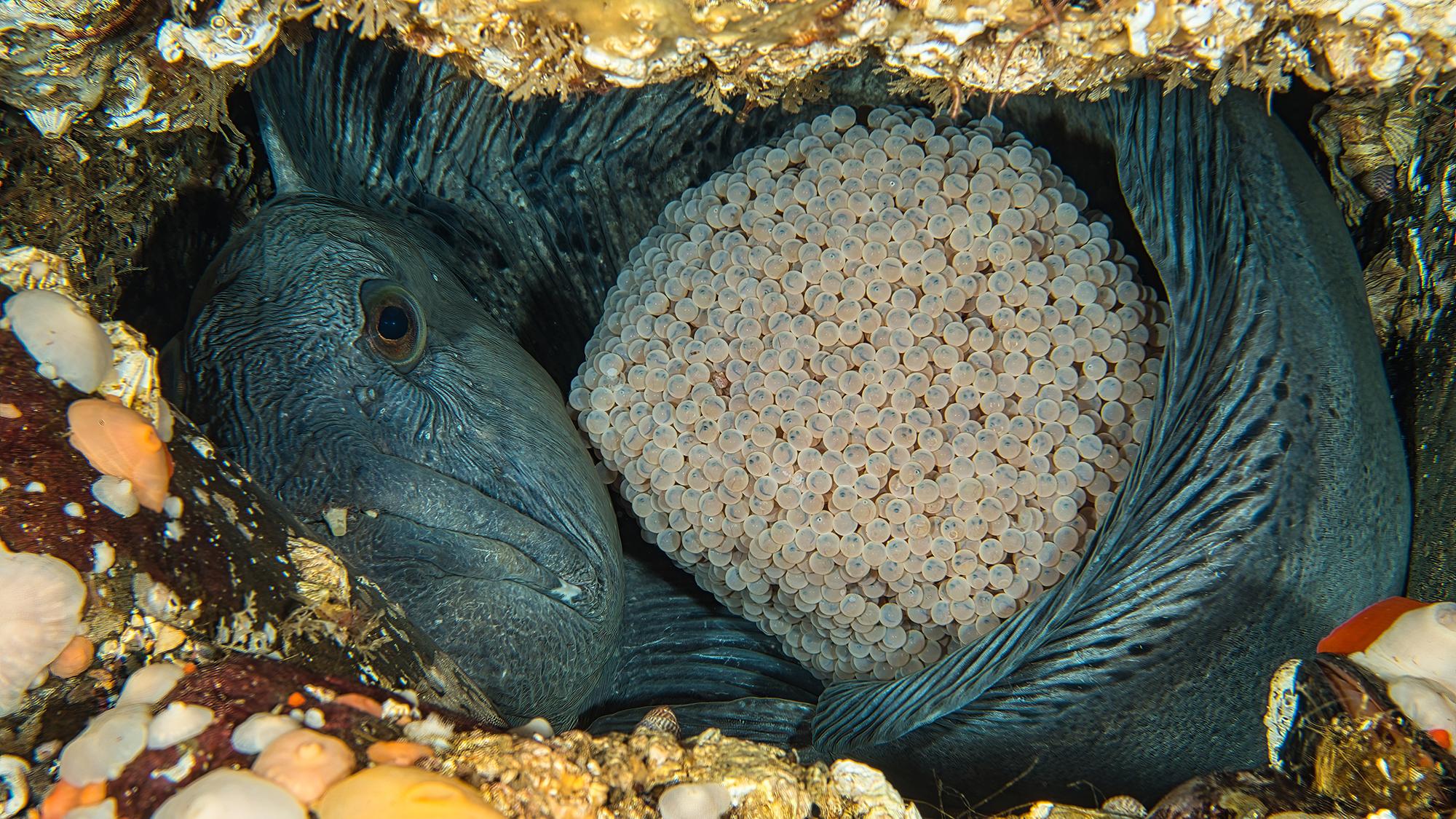 Marine biologist reviewing wolffish research and fishery data to document life history traits and stressors in Troms, Norway.