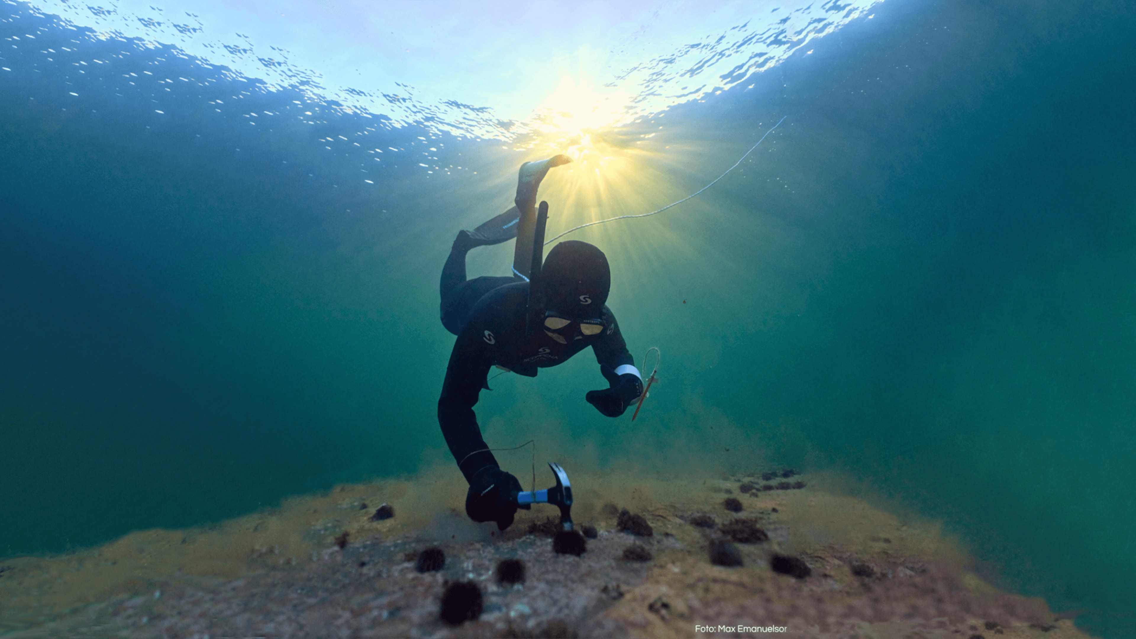 Volunteer diver removing sea urchins in Troms, Norway to accelerate kelp forest restoration and marine ecosystem recovery.