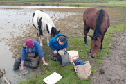 Volunteers restoring wetlands in Ireland with the help of horses, enhancing biodiversity and natural water management through eco-friendly, community-led practices.